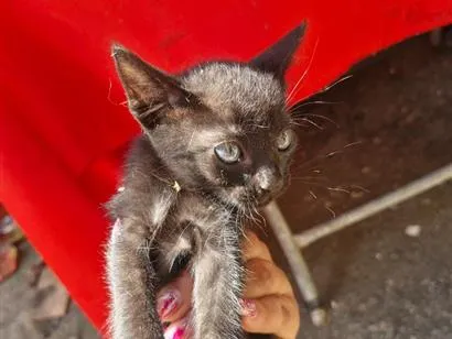 Gato raça SRD-ViraLata idade 2 a 6 meses nome A colocar 