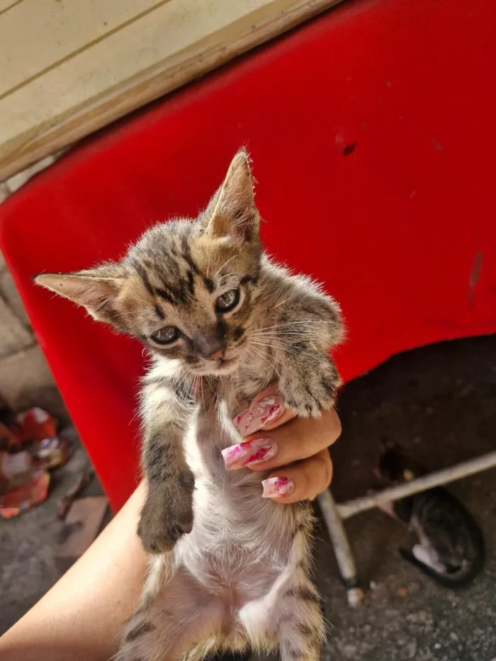 Gato raça SRD-ViraLata idade 2 a 6 meses nome A Colocar