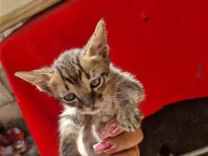 Gato raça SRD-ViraLata idade 2 a 6 meses nome A Colocar