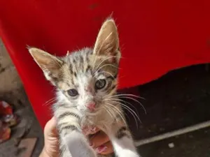 Gato raça SRD-ViraLata idade 2 a 6 meses nome A COLOCAR 