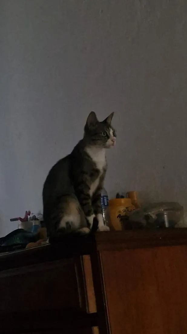 Gato raça SRD-ViraLata idade 2 anos nome Poliana 