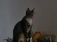Poliana 