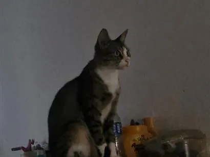 Gato raça SRD-ViraLata idade 2 anos nome Poliana 