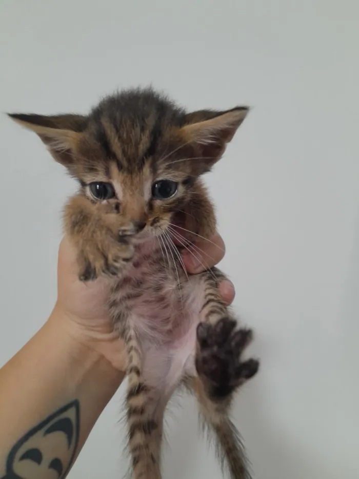 Gato raça SRD-ViraLata idade Abaixo de 2 meses nome Tigrao 