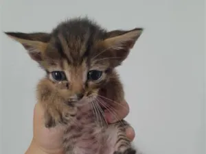 Gato raça SRD-ViraLata idade Abaixo de 2 meses nome Tigrao 