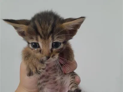 Gato raça SRD-ViraLata idade Abaixo de 2 meses nome Tigrao 