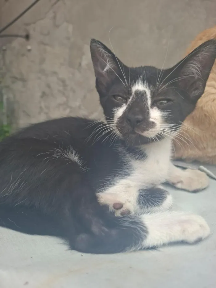 Gato raça SRD-ViraLata idade 2 a 6 meses nome Frajola 