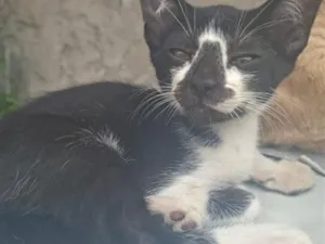 Gato raça SRD-ViraLata idade 2 a 6 meses nome Frajola 