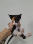 Bella