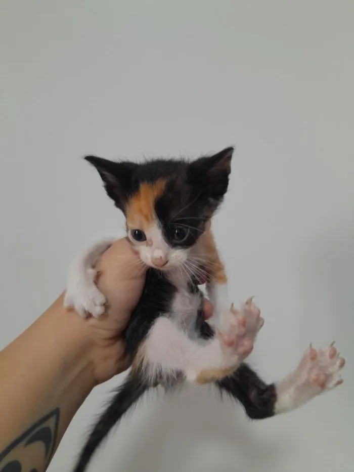 Gato raça SRD-ViraLata idade 2 a 6 meses nome Bella