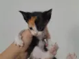 Bella