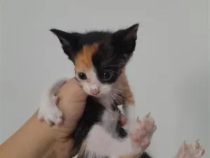 Gato raça SRD-ViraLata idade 2 a 6 meses nome Bella