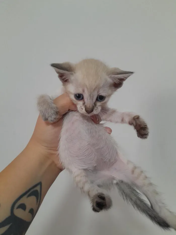 Gato raça SRD-ViraLata idade Abaixo de 2 meses nome Branca