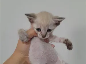 Gato raça SRD-ViraLata idade Abaixo de 2 meses nome Branca