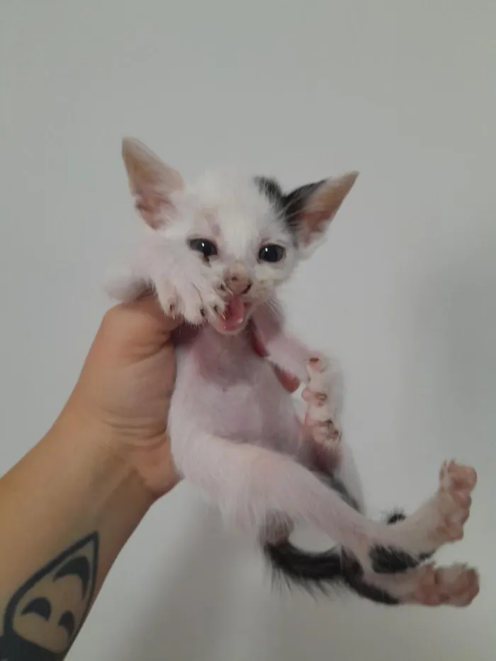 Gato raça SRD-ViraLata idade 2 a 6 meses nome Destino 2.0