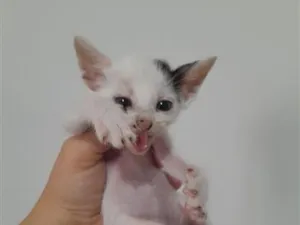 Gato raça SRD-ViraLata idade 2 a 6 meses nome Destino 2.0