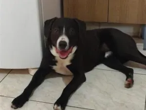 Cachorro raça SRD-ViraLata idade 1 ano nome Max