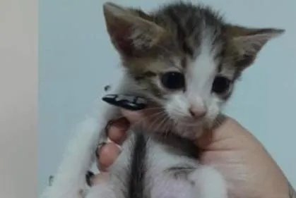 Gato raça SRD-ViraLata idade 2 a 6 meses nome Teco