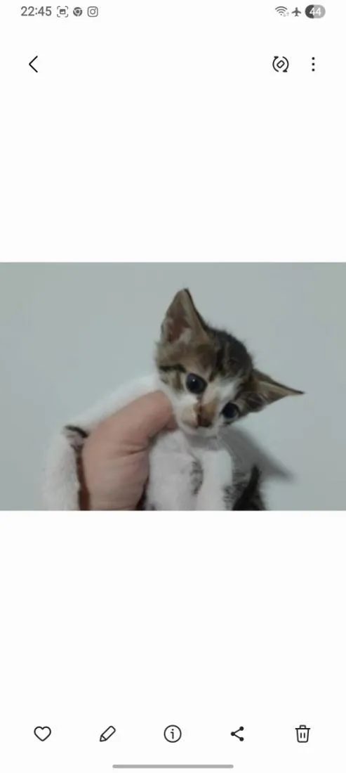 Gato raça SRD-ViraLata idade 2 a 6 meses nome Tico