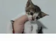 Tico