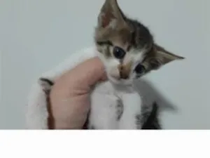 Gato raça SRD-ViraLata idade 2 a 6 meses nome Tico