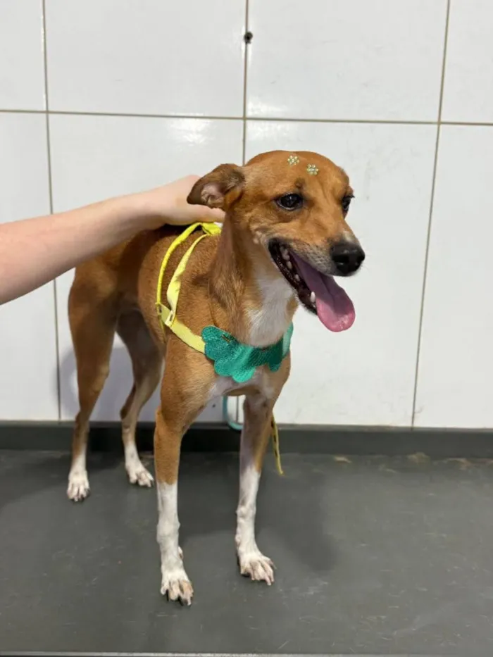 Cachorro raça SRD-ViraLata idade 3 anos nome Alice