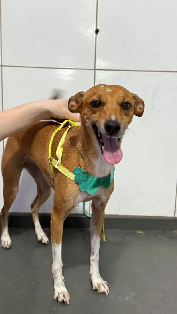Cachorro raça SRD-ViraLata idade 3 anos nome Alice