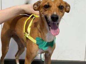 Cachorro raça SRD-ViraLata idade 3 anos nome Alice