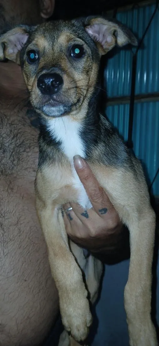 Cachorro raça SRD-ViraLata idade 2 a 6 meses nome Não tem nome ainda