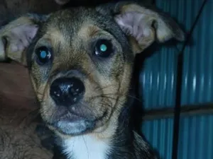 Cachorro raça SRD-ViraLata idade 2 a 6 meses nome Não tem nome ainda