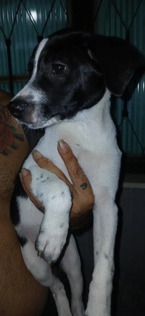 Cachorro raça SRD-ViraLata idade 2 a 6 meses nome Não tem nome ainda