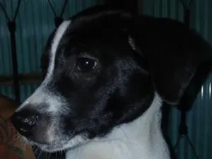 Cachorro raça SRD-ViraLata idade 2 a 6 meses nome Não tem nome ainda