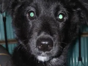 Cachorro raça SRD-ViraLata idade 2 a 6 meses nome Ainda não tem nome
