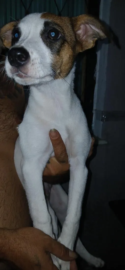 Cachorro raça SRD-ViraLata idade 2 a 6 meses nome Não tem nome ainda