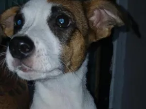 Cachorro raça SRD-ViraLata idade 2 a 6 meses nome Não tem nome ainda