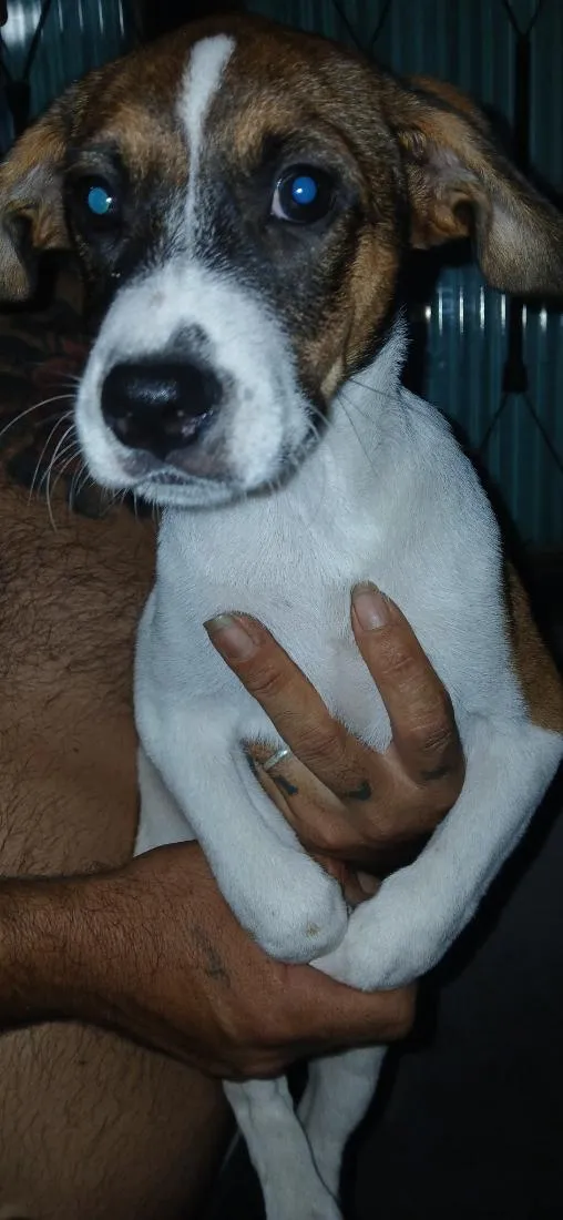 Cachorro raça SRD-ViraLata idade 2 a 6 meses nome Ainda não tem nome