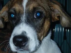 Cachorro raça SRD-ViraLata idade 2 a 6 meses nome Ainda não tem nome