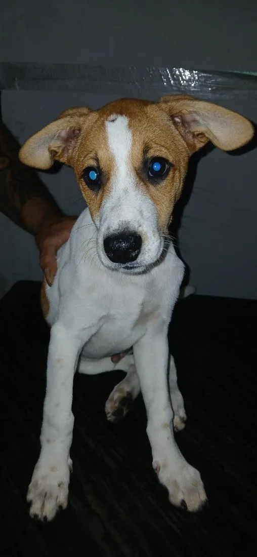 Cachorro raça SRD-ViraLata idade 2 a 6 meses nome Ainda não tem nome