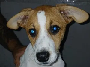 Cachorro raça SRD-ViraLata idade 2 a 6 meses nome Ainda não tem nome