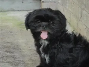 Cachorro raça Shitzu idade 1 ano nome Salomão 