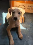 Lili 