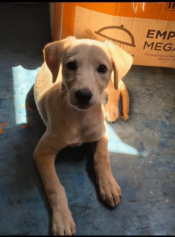 Cachorro raça SRD-ViraLata idade 2 a 6 meses nome Lili 