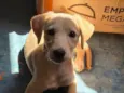 Lili 