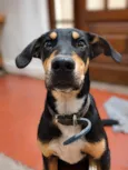 RUFUS