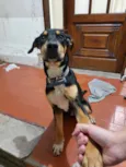 RUFUS