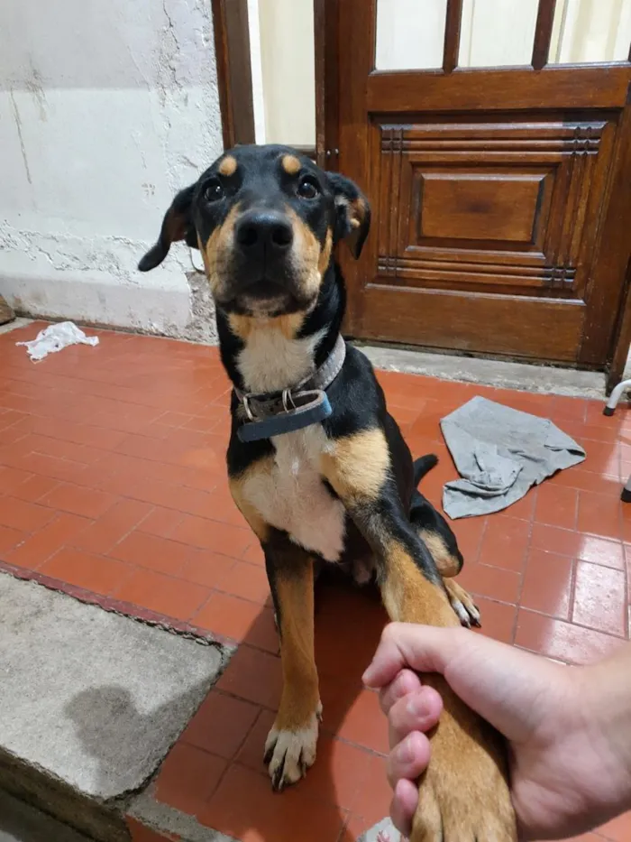 Cachorro raça SRD-ViraLata idade 7 a 11 meses nome RUFUS