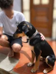 RUFUS