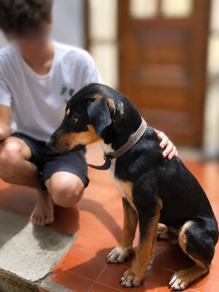 Cachorro raça SRD-ViraLata idade 7 a 11 meses nome RUFUS