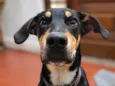 RUFUS