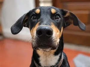 Cachorro raça SRD-ViraLata idade 7 a 11 meses nome RUFUS